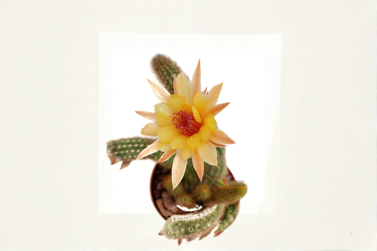 Hildewintera Humkes Kleine Gelber - Trailing Hybrid Cactus Plant