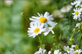 German Chamomile Seeds - Matricaria recutita, White Yellow Flower, Annual Herb, Easy to Grow, 100 Seeds