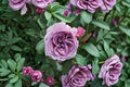 Quick Silver Climbing Rose Live Plant – Lavender Purple Garden Rose
