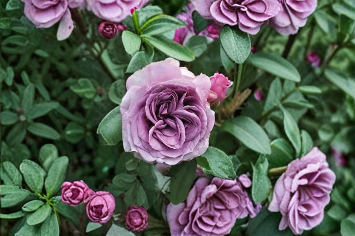 Quick Silver Climbing Rose Live Plant – Lavender Purple Garden Rose