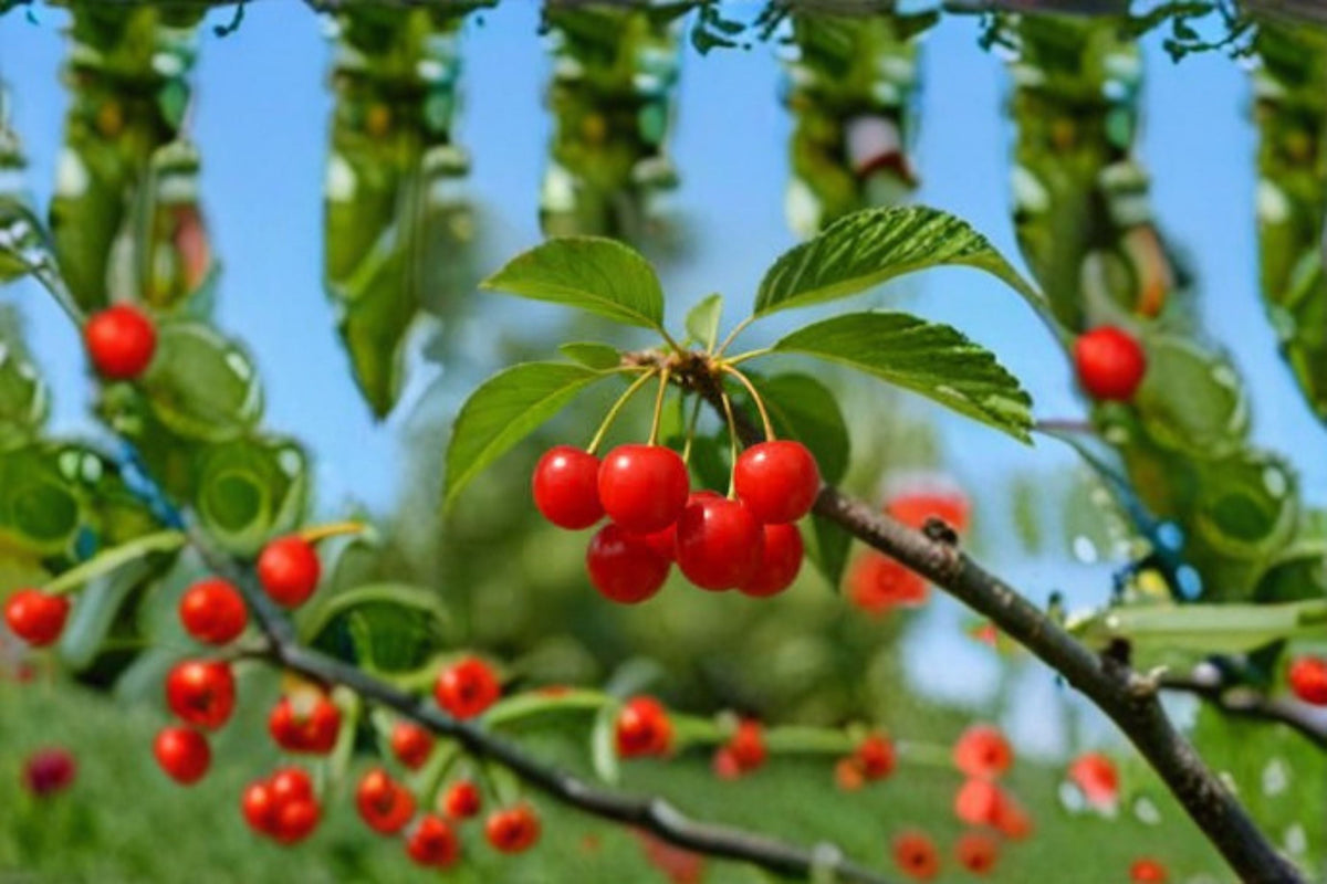Montmorency Cherry Cuttings – Prunus cerasus – Tart Red Fruit Tree for Propagation and Garden Planting