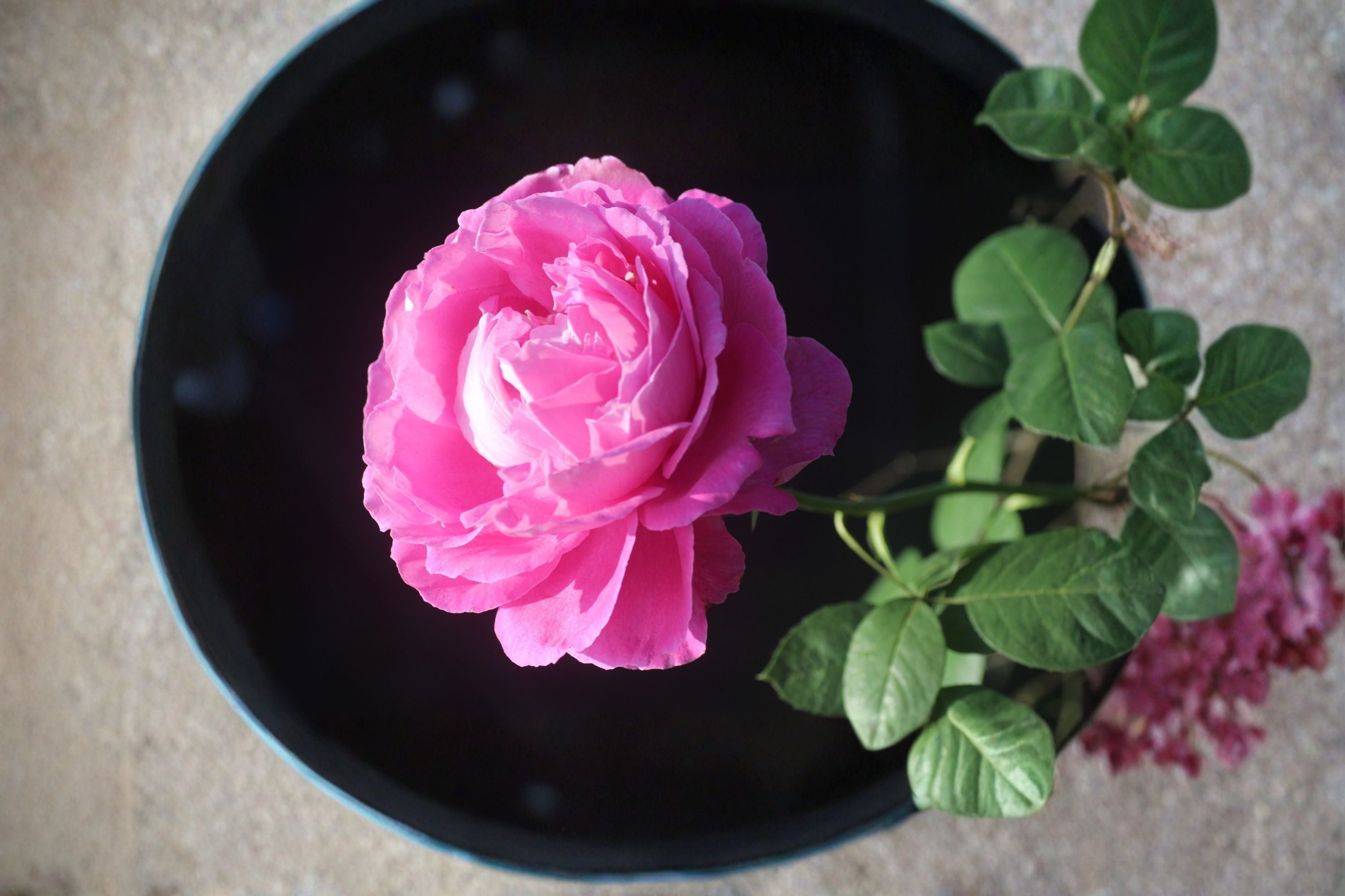 Paul Neyron Rose Plant – Rosa ‘Paul Neyron’ Shrub Rose with Large Peony-Like Blooms