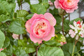Northanger Abbey Rose Live Plant – Pink Cup-Shaped Garden Rose