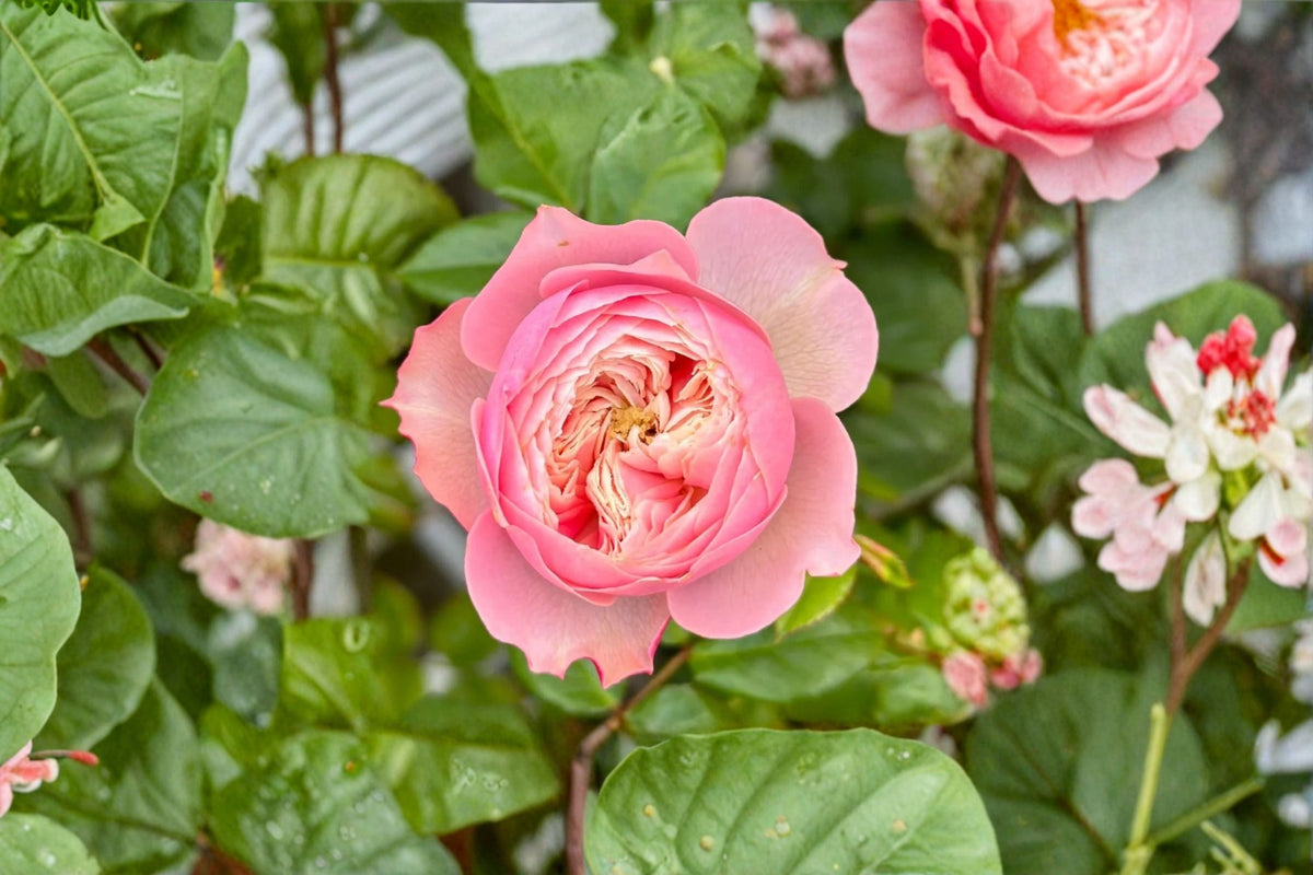 Northanger Abbey Rose Live Plant – Pink Cup-Shaped Garden Rose
