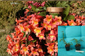 Tangerine Beauty Crossvine Plant – Climbing Vine with Orange Tubular Flowers – Bignonia capreolata