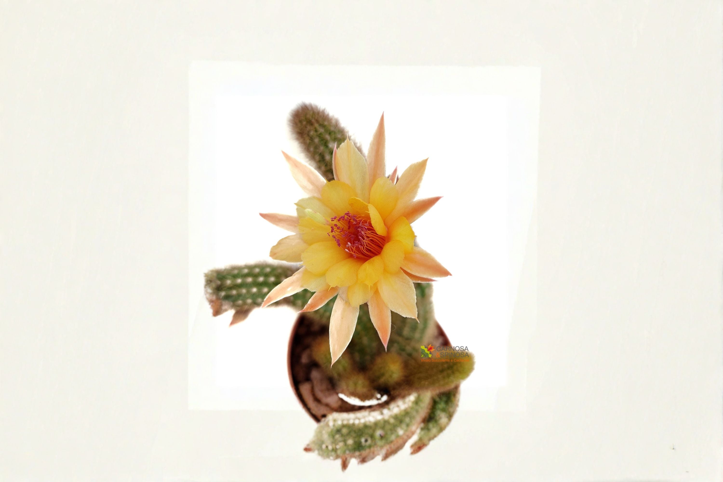 Hildewintera Humkes Kleine Gelber - Trailing Hybrid Cactus Plant
