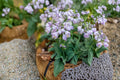 Hosta 6 Plants – Mighty Mouse, Blue Mouse Ears & Sun Mouse | Live Perennial Shade Plants