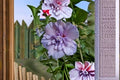 Rose of Sharon Cuttings – Hibiscus syriacus Flowering Shrub for Garden Propagation