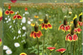 Mexican Hat Seeds - Perennial Wildflower, Red & Yellow, Pollinator & Drought Tolerant, Ratibida columnifera pulchra, 250 Seeds