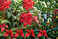 Peregrina Jatropha 4 Cuttings – Jatropha integerrima Tropical Flowering Shrub