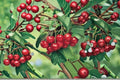 Montmorency Cherry 6 Cuttings – Prunus cerasus Tart Cherry Tree