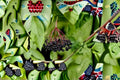 Black Elderberry 4 Cuttings – Sambucus nigra Deciduous Fruit Shrub
