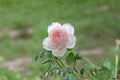 Earth Angel Parfuma Rose 3 Cuttings – Rosa ‘Earth Angel’ Shrub Rose