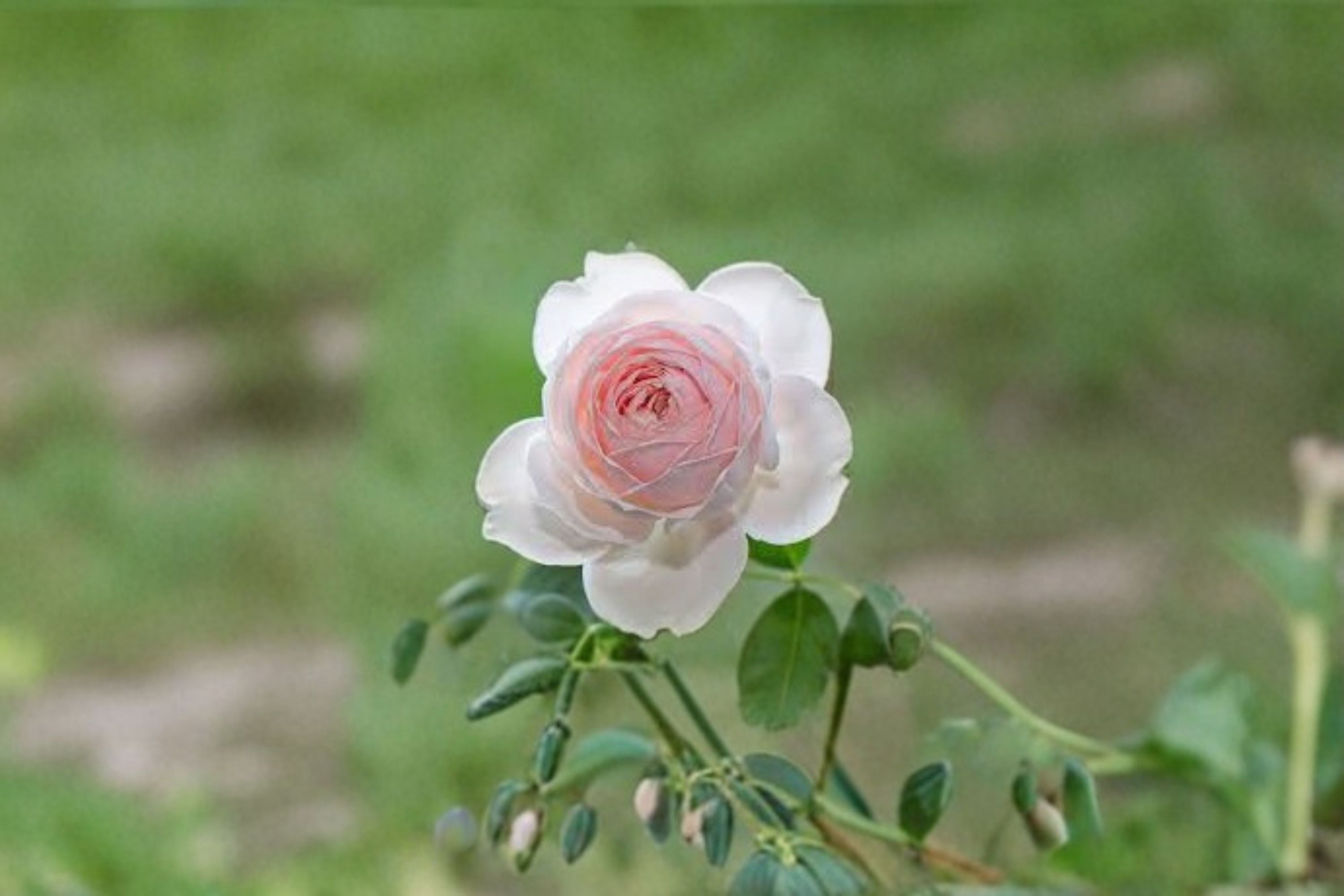Earth Angel Parfuma Rose 3 Cuttings – Rosa ‘Earth Angel’ Shrub Rose