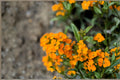 Wormseed Wallflower Plant – Erysimum cheiranthoides | Flowering Perennial for Borders & Containers