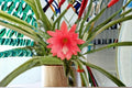 Epiphyllum Fernegeisler 2 Cuttings – Epiphyllum spp. Tropical Cactus