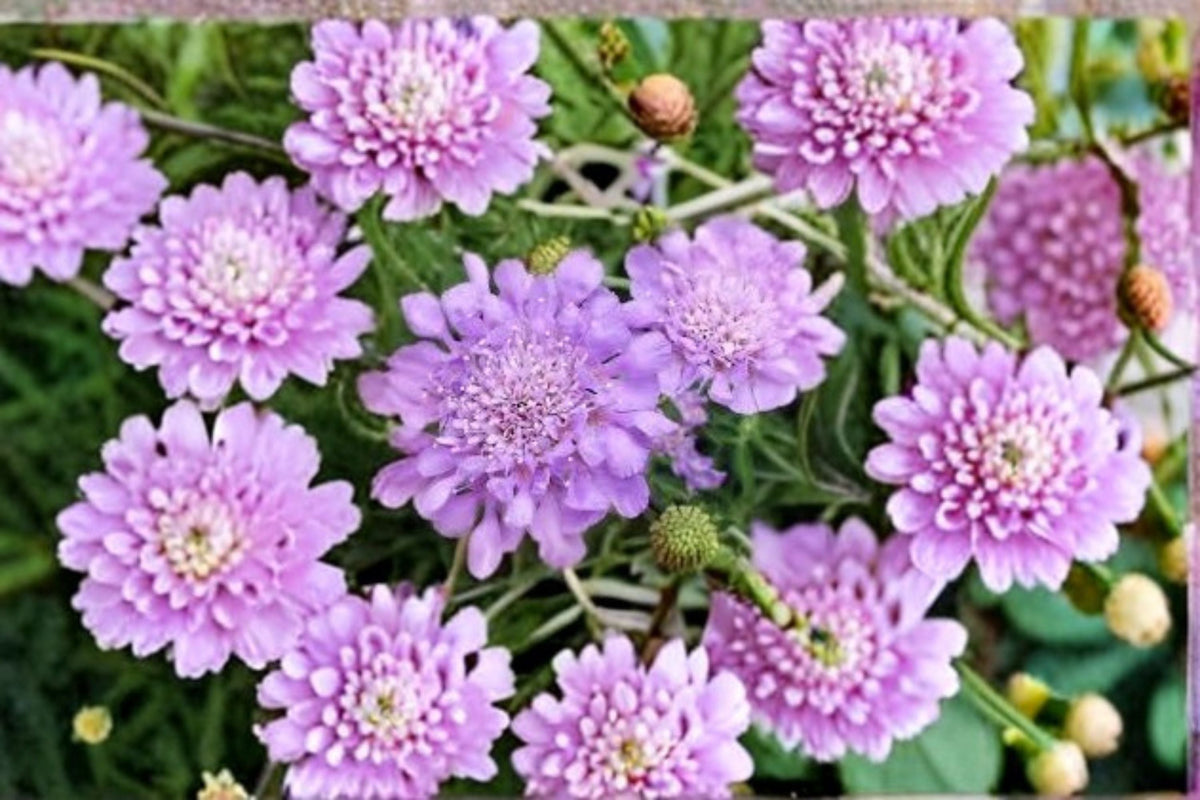 Scabiosa Pincushion Flower Plant – Perennial Pollinator-Friendly Garden Plant