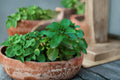 Mint Berries & Cream Live Starter Plant – Aromatic Mentha Herb for Gardens