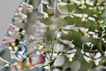 Pale Beardtongue Seeds Penstemon pallidus White Native Wildflower Perennial Garden Flower Pack