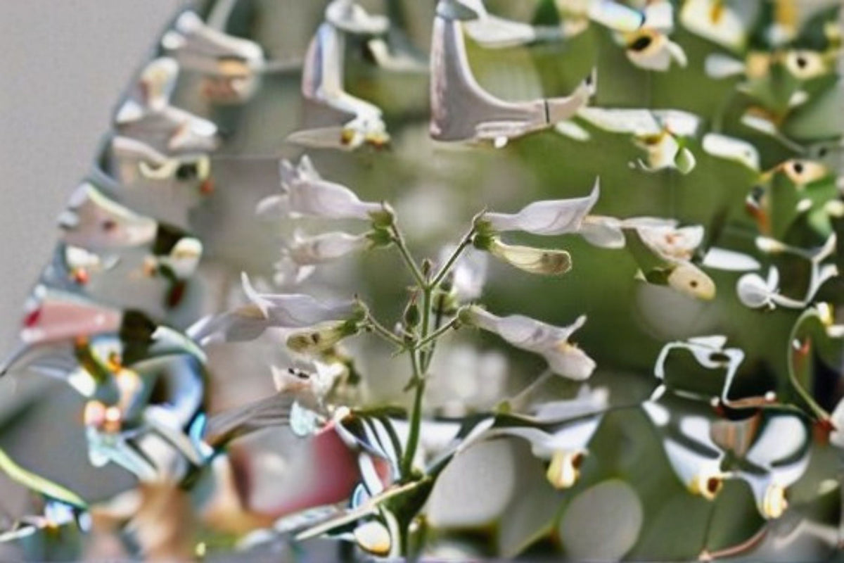 Pale Beardtongue Seeds Penstemon pallidus White Native Wildflower Perennial Garden Flower Pack