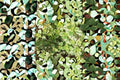 Golden Thyme Plants - Thymus × citriodorus ‘Aureus’ Live Starter Herb