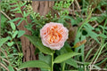 Georgia Peach Rose Live Plant – Peach Pink Ornamental Cut Rose