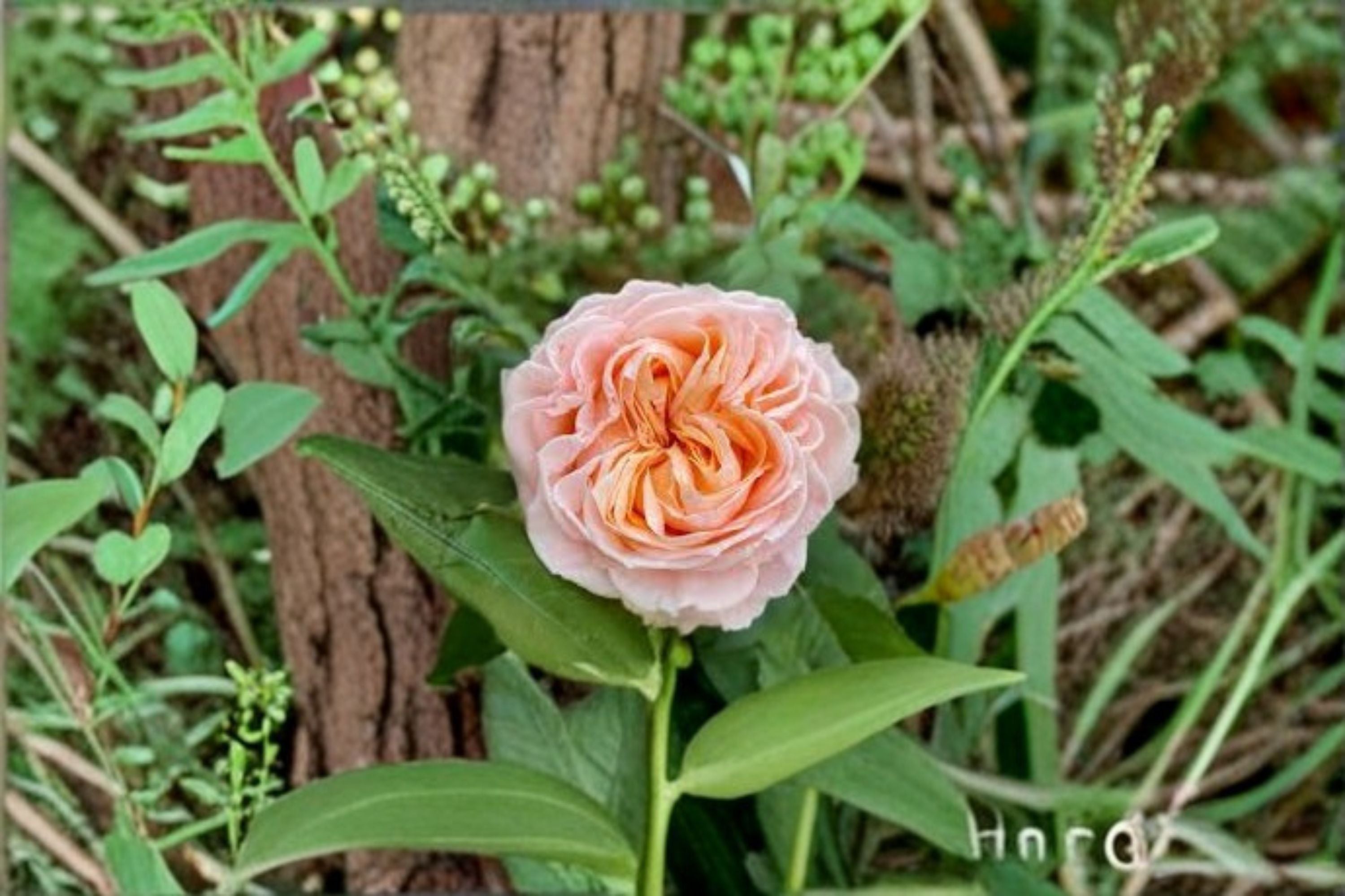 Georgia Peach Rose Live Plant – Peach Pink Ornamental Cut Rose