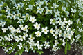 Canada Anemone Seeds - White Wildflower Perennial Ground Cover - Anemone canadensis - 25 Seeds