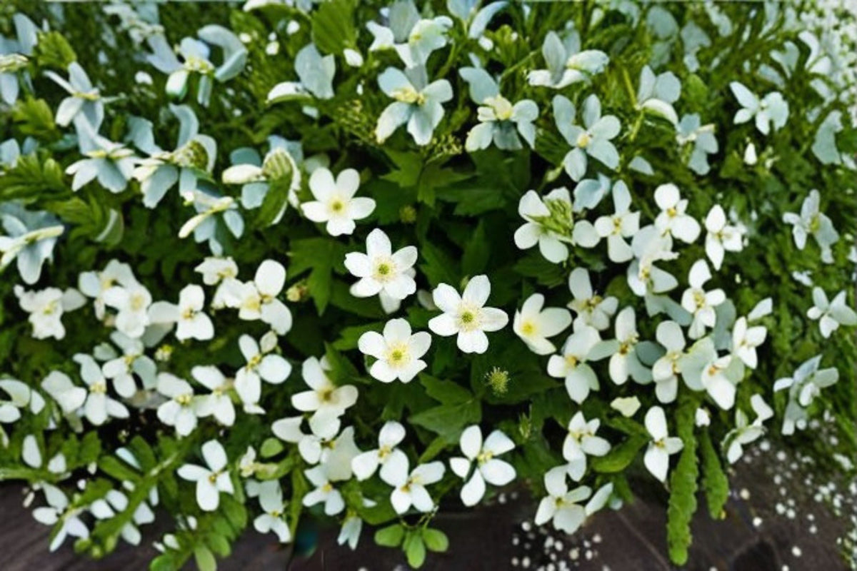 Canada Anemone Seeds - White Wildflower Perennial Ground Cover - Anemone canadensis - 25 Seeds