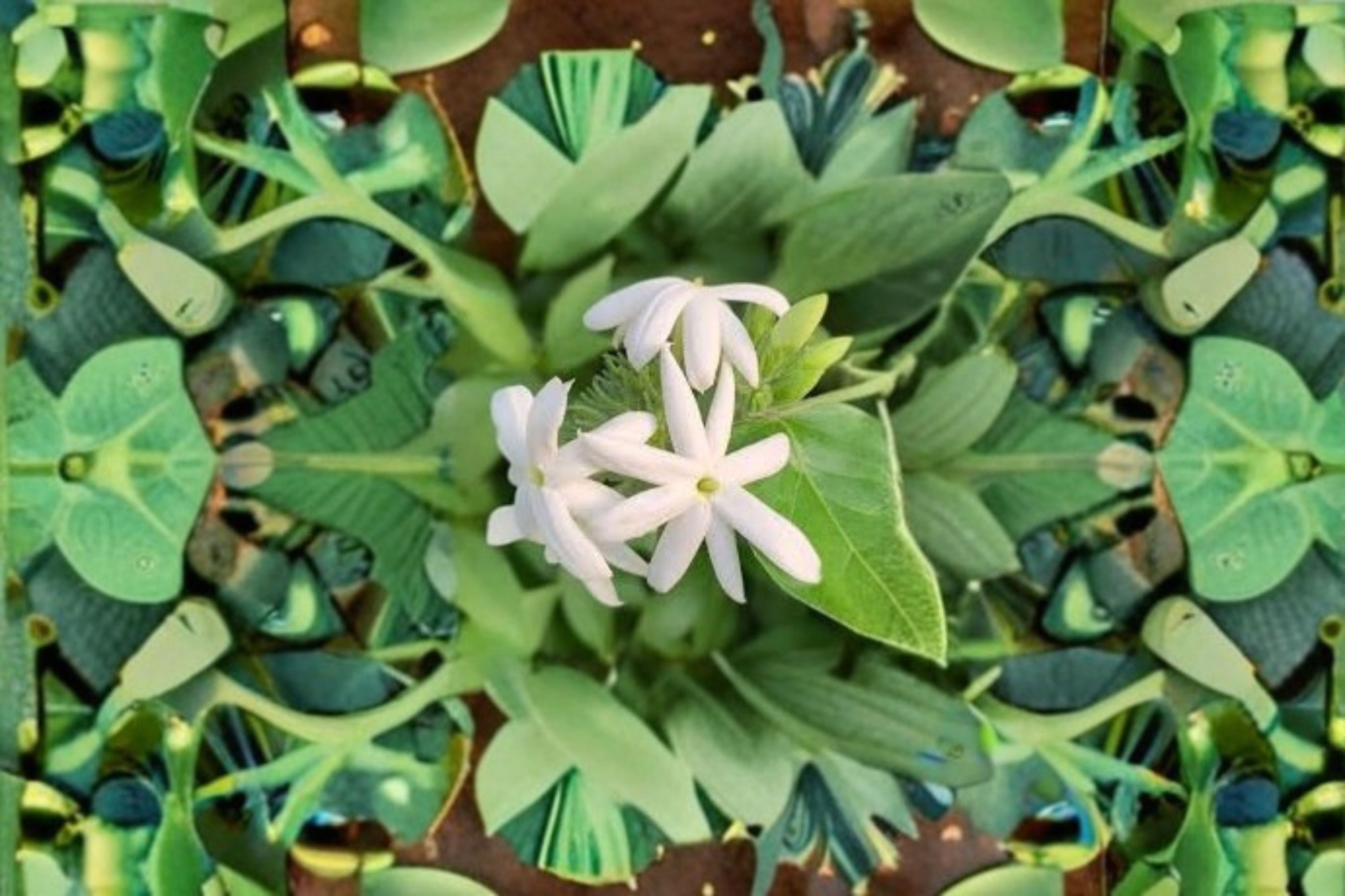 Downy Jasmine Live Plant – Fragrant White Flowering Shrub for Garden and Landscape