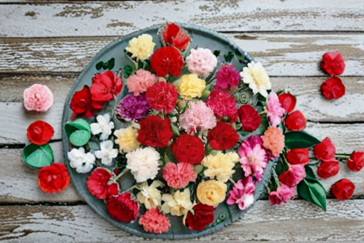Dianthus Carnation Plant – Perennial Flower for Full Sun Gardens