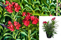 Red Oleander 1 Plant – Nerium oleander ‘Jannoch’ Evergreen Shrub with Crimson-Red Flowers