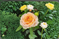 Caramel Antike Rose Live Plant – Ornamental Vintage Garden Rose
