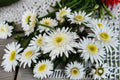 Shasta Daisy 1 Plant – Leucanthemum superbum | Perennial Garden Flower