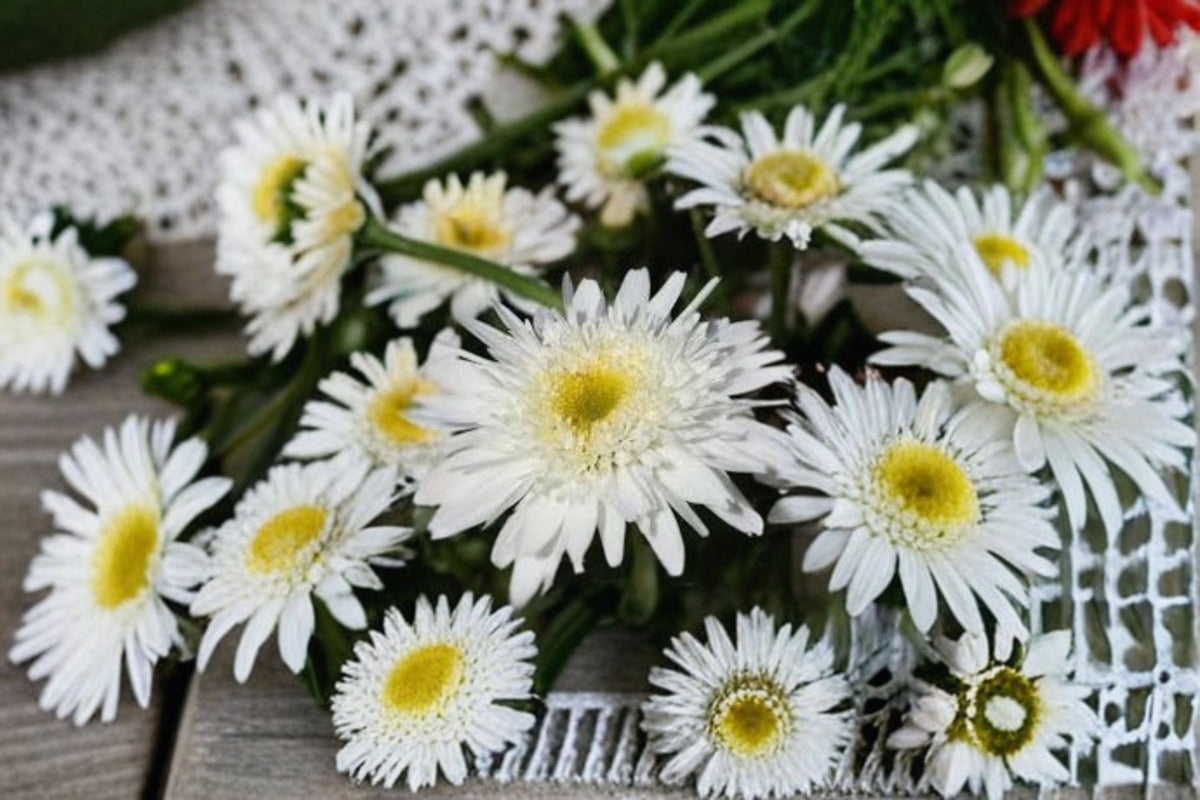 Shasta Daisy 1 Plant – Leucanthemum superbum | Perennial Garden Flower