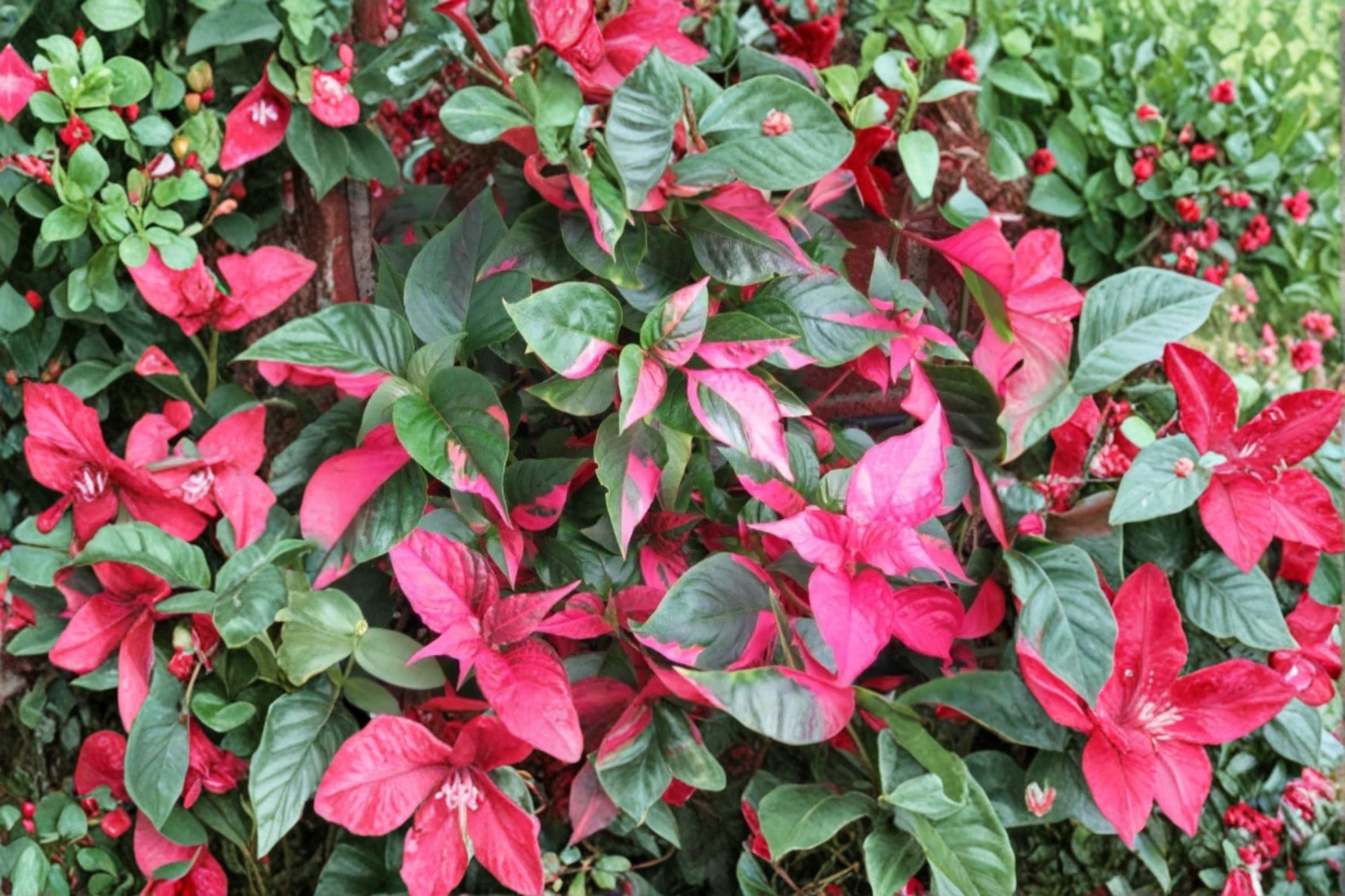 2 Alternanthera Party Time Live Plants – 4–6 Inch Tall – Variegated Tropical Foliage