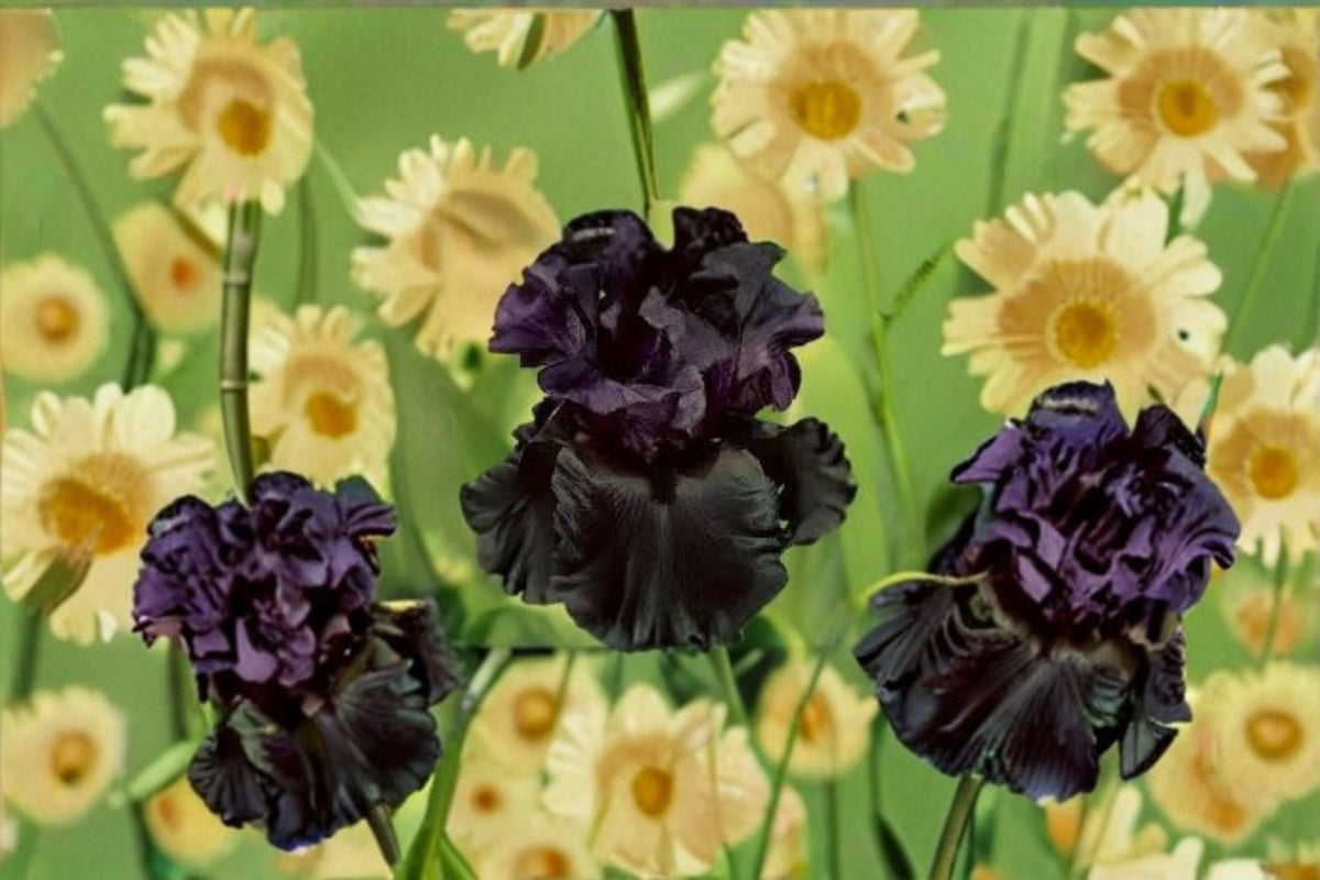 Raven Girl Iris Live Plant – Black Bearded Iris Perennial, Tall Garden Accent