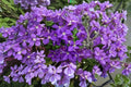 Jackmanii Superba Clematis Live Starter Roots – 1 Plant – Clematis 'Jackmanii Superba'