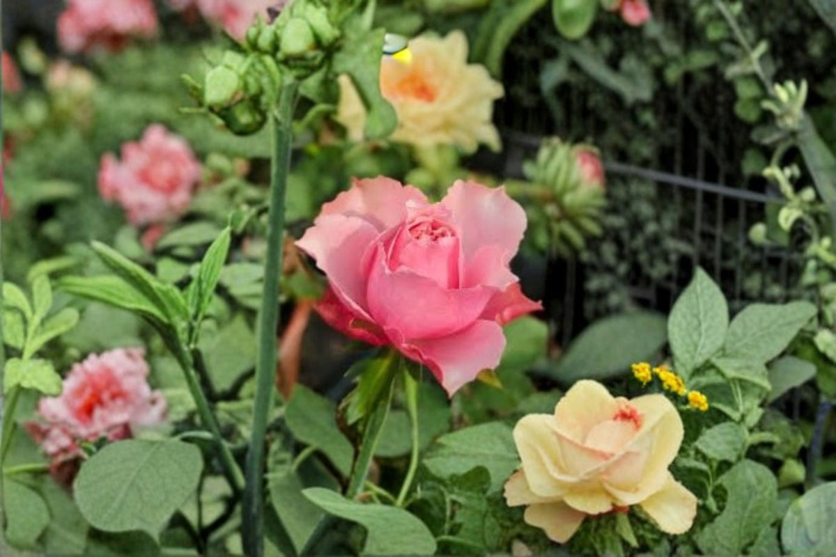 Alter Ego Rose Own Root Live Plant – Pink Apricot Cut Rose