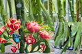 Dragon Fruit 12 Cuttings – Hylocereus spp. Tropical Cactus Vine