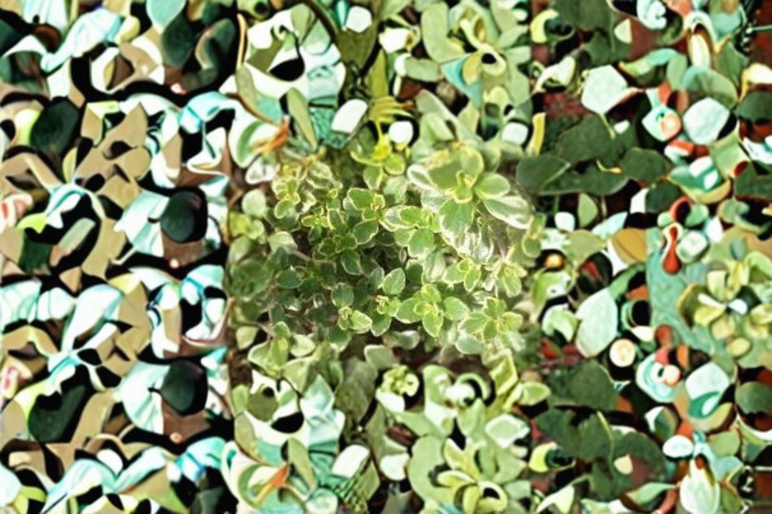 Golden Thyme Plants - Thymus × citriodorus ‘Aureus’ Live Starter Herb