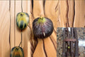 Black Madeira Fig Cuttings – Ficus carica – Edible Dark Purple Figs – Propagation Ready for Warm Climates