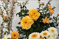 Sunny Sky Rose Live Plant – 1.5 Gal Yellow Hybrid Tea Rose