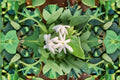 Downy Jasmine Live Plant – Fragrant White Flowering Shrub for Garden and Landscape