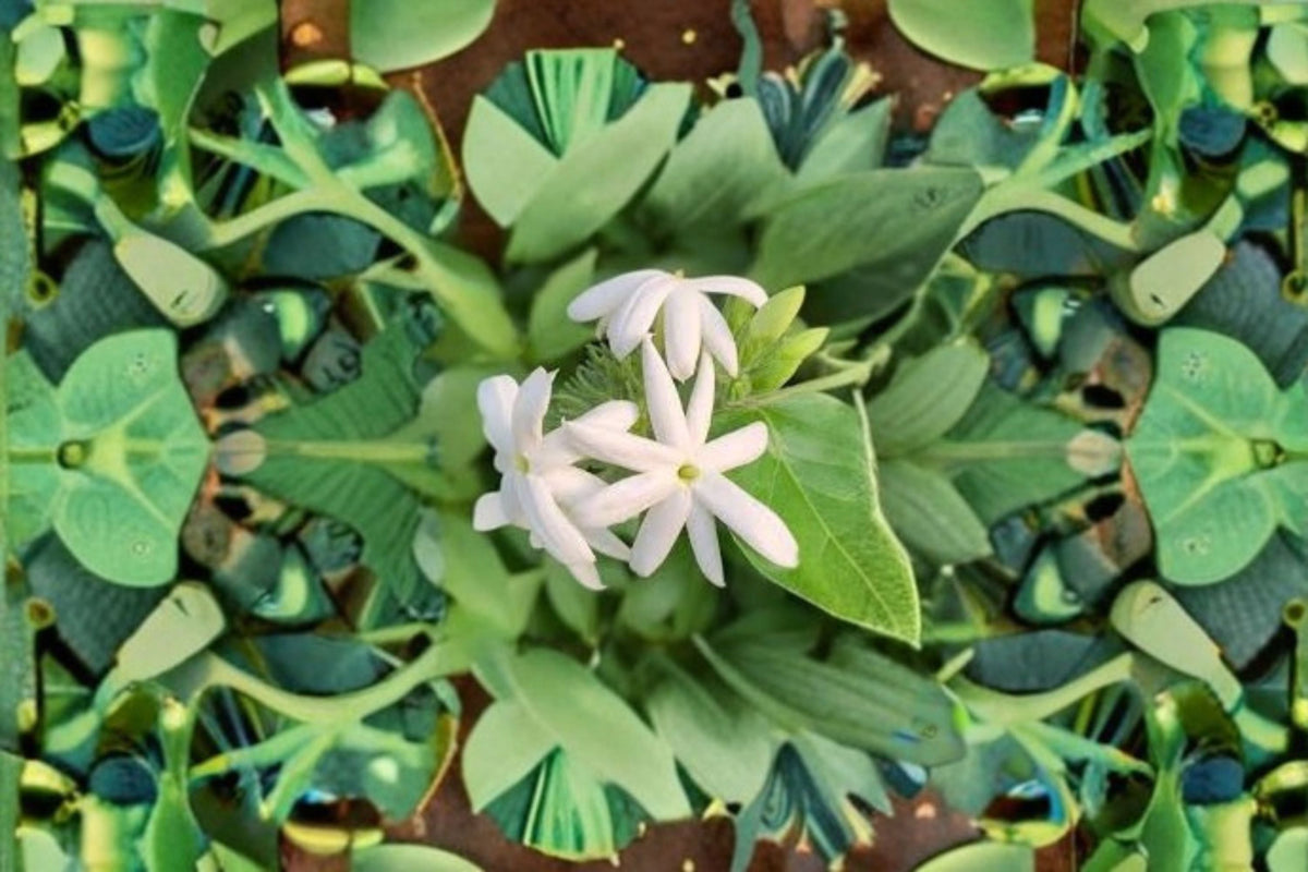 Downy Jasmine Live Plant – Fragrant White Flowering Shrub for Garden and Landscape