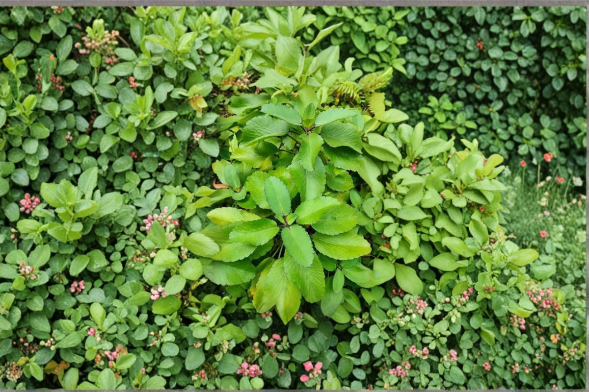 Leaf of Life Live Plant – Bryophyllum pinnatum Succulent Starter Plant