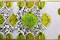 Scottish Moss Plant - Sagina subulata ‘Aurea’ Evergreen Groundcover