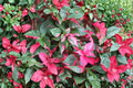 2 Alternanthera Party Time Live Plants – 4–6 Inch Tall – Variegated Tropical Foliage