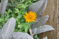 Early Sunflower Seeds Heliopsis helianthoides Yellow Perennial Wildflower Pollinator Garden Seeds