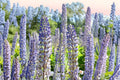 Large Leaf Lupine Seeds, Perennial Flower, Purple Blue, Lupinus polyphyllus, Tall Garden Plant, Ornamental Wildflower, 20 Seeds